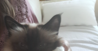 auranne pet sitter à GRABELS 34790_2