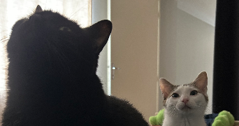 constance pet sitter à CHARLEVILLE MEZIERES 08000_5