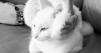 aurélie pet sitter à BRENS 81600_2