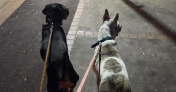 aurelie pet sitter à VILLELONGUE DE LA SALANQUE 66410_4