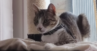 emilie pet sitter à Beauvais 60000_5