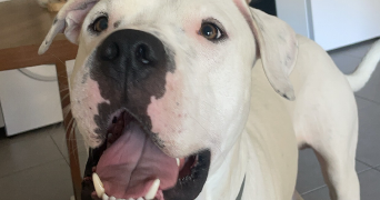 chloé pet sitter à MARSEILLE 09 13009_6