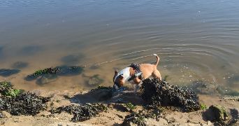 sophie pet sitter à VILLEPREUX 78450_4