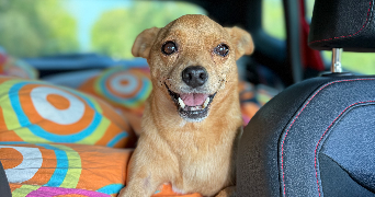 coleen pet sitter à ROCOURT ST MARTIN 02210_4