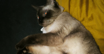 angelina pet sitter à EYSINES 33320_2