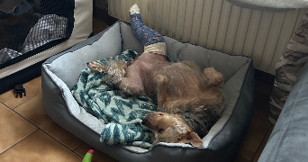 alicia pet sitter à BEAUTHEIL SAINTS 77120_3