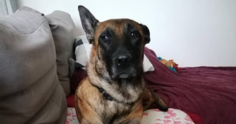 cathy pet sitter à Valence d'agen 82400_7