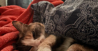 ikram pet sitter à IVRY SUR SEINE 94200_4