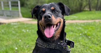 clarisse pet sitter à SAPOGNE ET FEUCHERES 08160_4