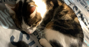 amaury pet sitter à ROISSY EN FRANCE 95700_1
