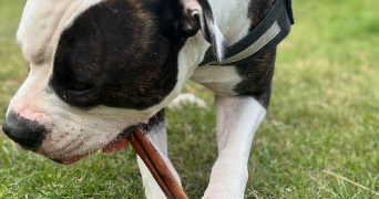 charlyne pet sitter à MONTVILLE 76710_6