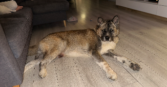 déborah pet sitter à LE BLANC MESNIL 93150_1