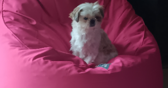 julie pet sitter à VILLERS FARLAY 39600_2
