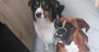 lilou pet sitter à SIN LE NOBLE 59450_2