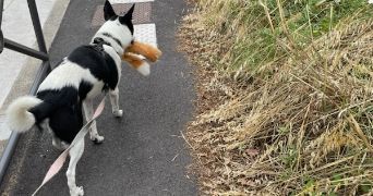 Amélie  pet sitter à Salaise-sur-Sanne 38150_5