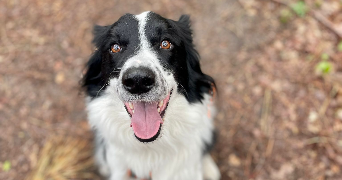 thomas pet sitter à ST ANDRE DE CUBZAC 33240_3