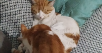 rajae pet sitter à MAISONS ALFORT 94700_3