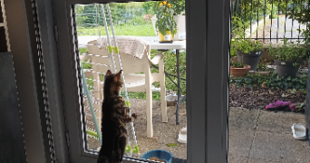 stéphanie pet sitter à BLOIS 41000_1