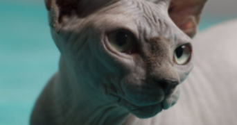 morgan pet sitter à FONTAINEBLEAU 77300_0