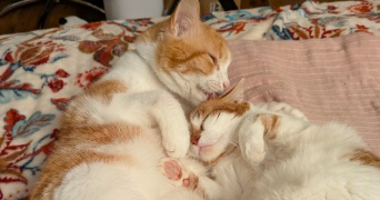 typhaine pet sitter à VILLEFRANCHE SUR SAONE 69400_2