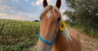 lou pet sitter à MONTPELLIER 34000_4