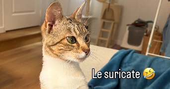 mathilde pet sitter à ALBI 81000_2