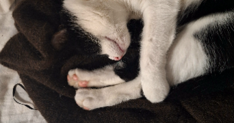 flora pet sitter à CERGY 95800_1