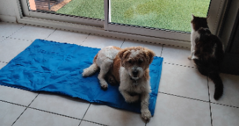 jennifer pet sitter à LE BARP 33114_3