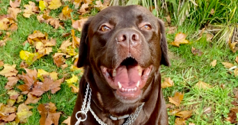 justine pet sitter à GAGNY 93220_5