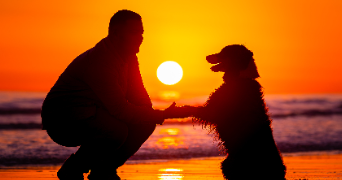 martin pet sitter à LA RABATELIERE 85250_1