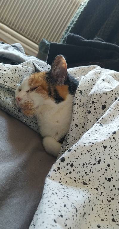 eléa pet sitter à Lyon 69003_8