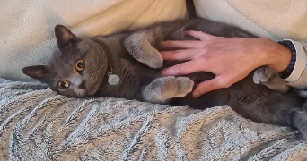 cynthia pet sitter à SOINDRES 78200_3