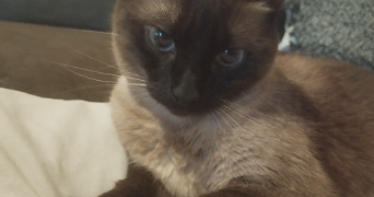laetitia pet sitter à GAILLON 27600_0