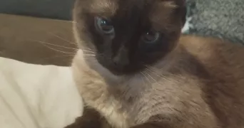 laetitia pet sitter à GAILLON 27600