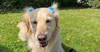 chloe pet sitter à LE GENEST ST ISLE 53940_2