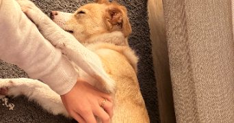 juliette pet sitter à STRASBOURG 67000_7