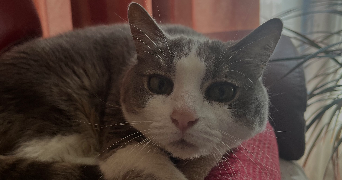 lola pet sitter à DRANCY 93700_3