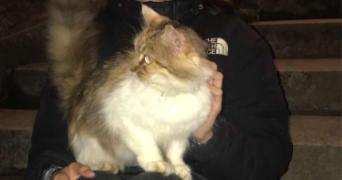 chloé pet sitter à Brienon sur Armançon 89210_2