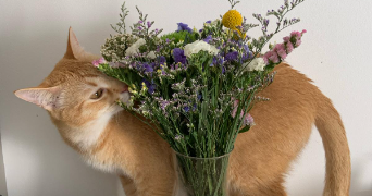 sacha  pet sitter à Courbevoie 92400_6