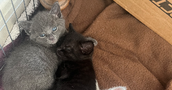 othilie pet sitter à MONTPELLIER 34000_2