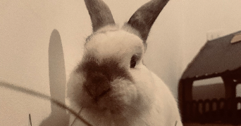 lea pet sitter à POUZAUGES 85700_3