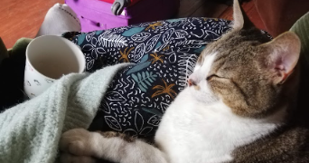 gabriella pet sitter à ST HIPPOLYTE DU FORT 30170_8