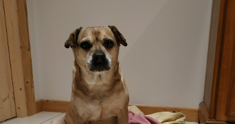christelle pet sitter à MORANGIS 91420_6