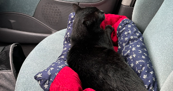 lou pet sitter à VERFEIL 31590_6