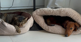 luisa pet sitter à LA CROIX VALMER 83420_3