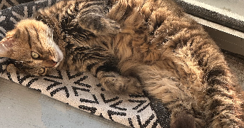 elodie pet sitter à NICE 06000_3