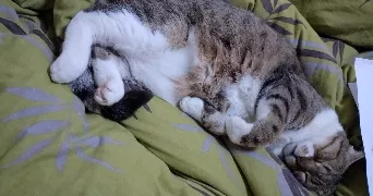 simon pet sitter à PAVIE 32550