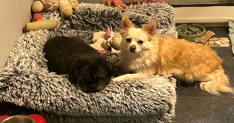 orline pet sitter à VEAUCHE 42340_5