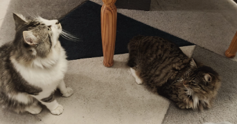 chiara pet sitter à VOUNEUIL SOUS BIARD 86580_3