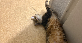 inès pet sitter à Frejus 83370_13